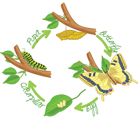 Butterfly Life Cycle