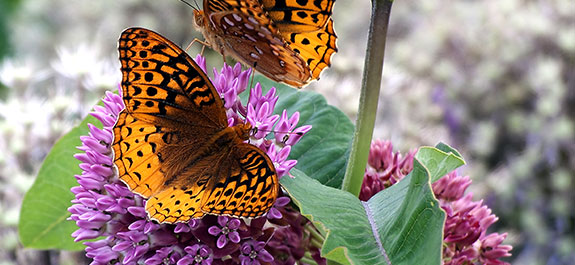 Why Milkweed?